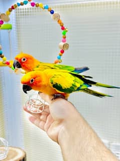 Stunning hand-tamed & fly-tamed Sun Conure pair for sale.