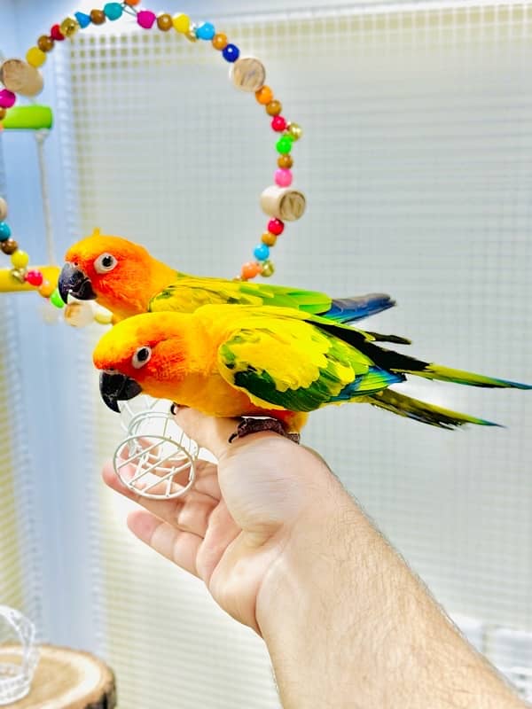 hand-tamed / fly-tamed / Conures pair/ Sun Conures/ Parrot 0