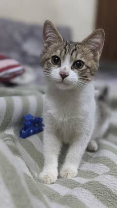 Persian male kitten