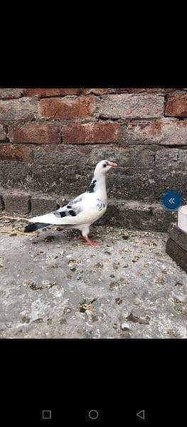 R a c e r Pigeons for sale top quality 5