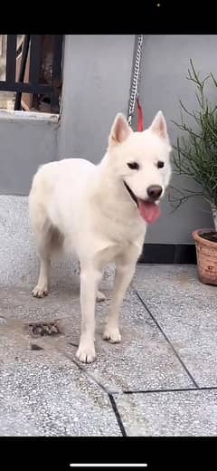 Siberian Husky White female