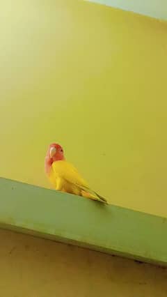 parrot