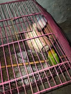 beautiful love bird with cage for sale. only serious buyers contact me.