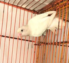 Albino black eyes female for sale, contact 03077965568