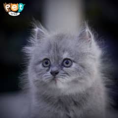 Persian Kitten | Charcoal Kitten | Top Quality Kittens | Black Kitten