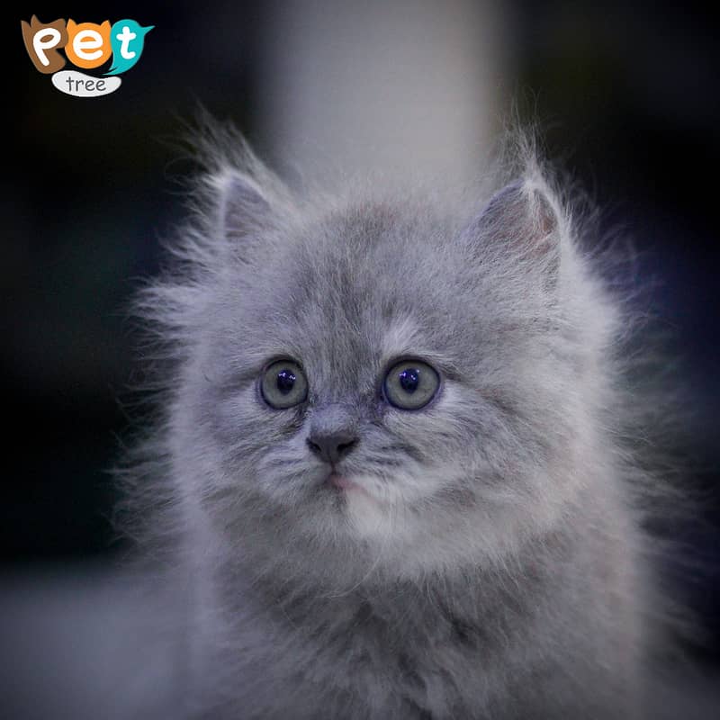 Persian Kitten | Charcoal Kitten | Top Quality Kittens | Black Kitten 0