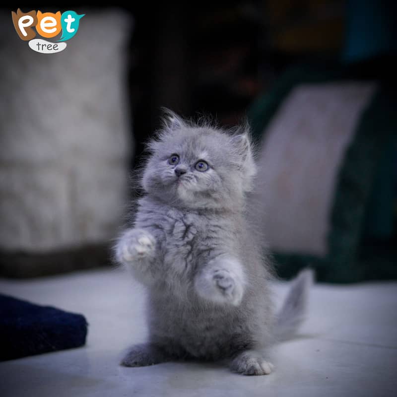 Persian Kitten | Charcoal Kitten | Top Quality Kittens | Black Kitten 1