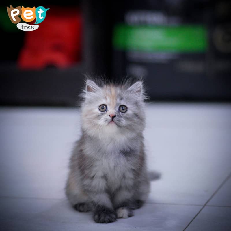 Persian Kitten | Charcoal Kitten | Top Quality Kittens | Black Kitten 4