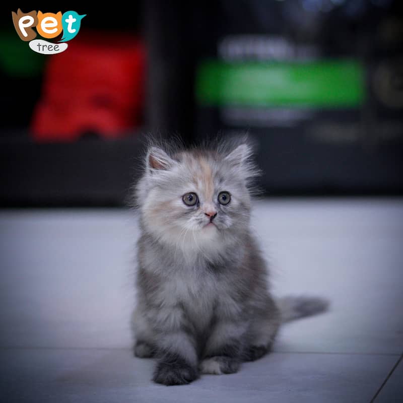 Persian Kitten | Charcoal Kitten | Top Quality Kittens | Black Kitten 5