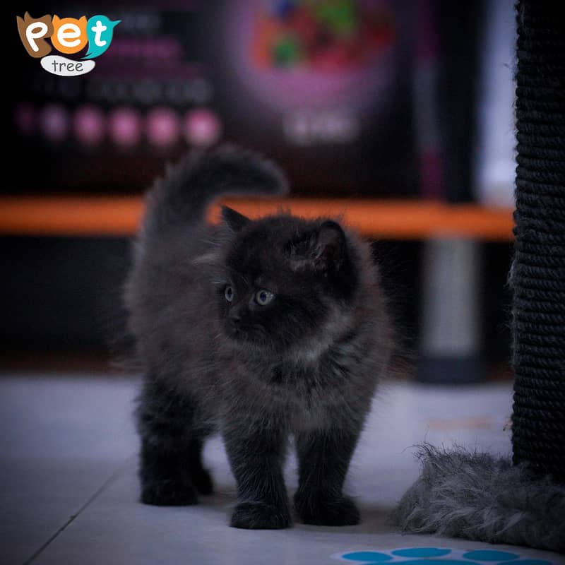 Persian Kitten | Charcoal Kitten | Top Quality Kittens | Black Kitten 7