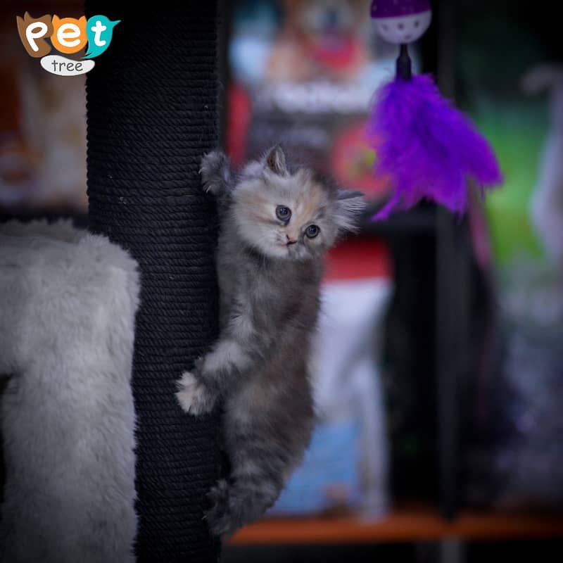 Persian Kitten | Charcoal Kitten | Top Quality Kittens | Black Kitten 10