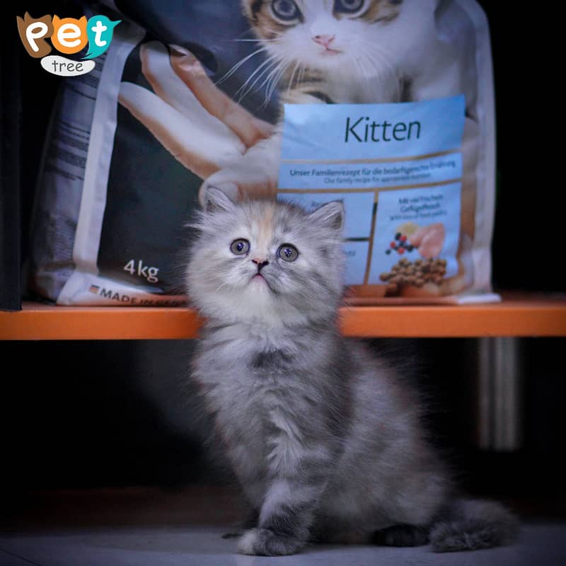 Persian Kitten | Charcoal Kitten | Top Quality Kittens | Black Kitten 11