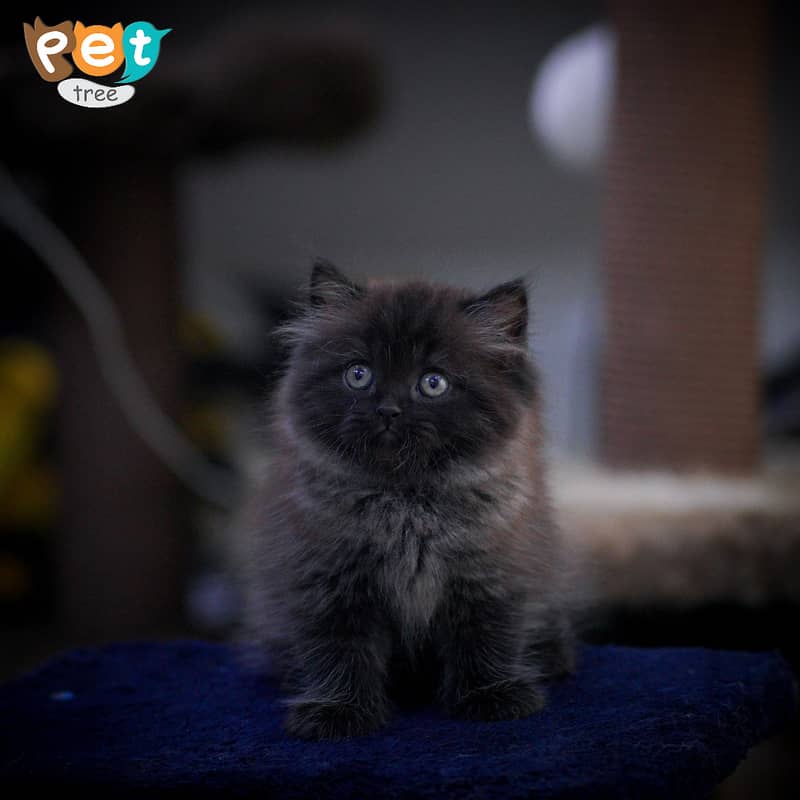 Persian Kitten | Charcoal Kitten | Top Quality Kittens | Black Kitten 12