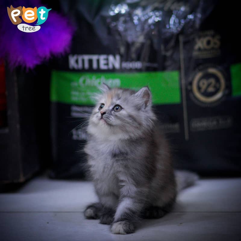 Persian Kitten | Charcoal Kitten | Top Quality Kittens | Black Kitten 13