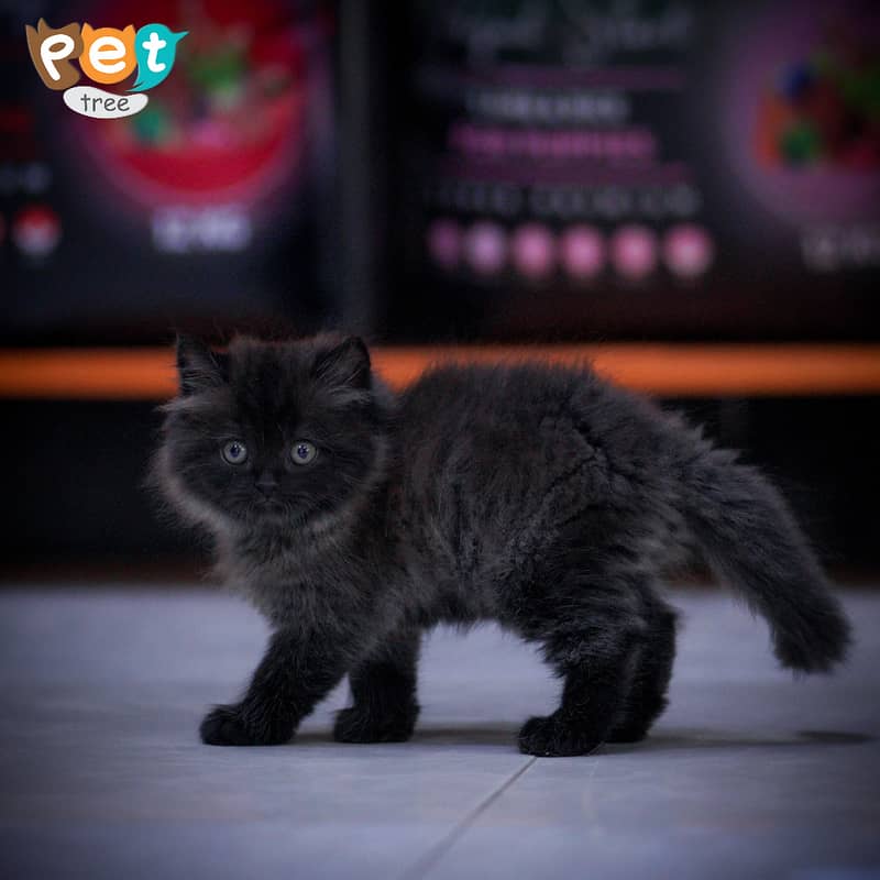 Persian Kitten | Charcoal Kitten | Top Quality Kittens | Black Kitten 14