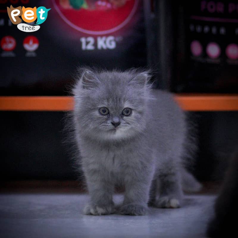 Persian Kitten | Charcoal Kitten | Top Quality Kittens | Black Kitten 15