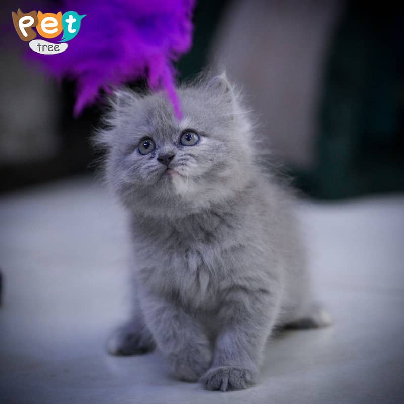 Persian Kitten | Charcoal Kitten | Top Quality Kittens | Black Kitten 16