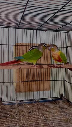 Green cheek conure pinapple conure breeder pairs