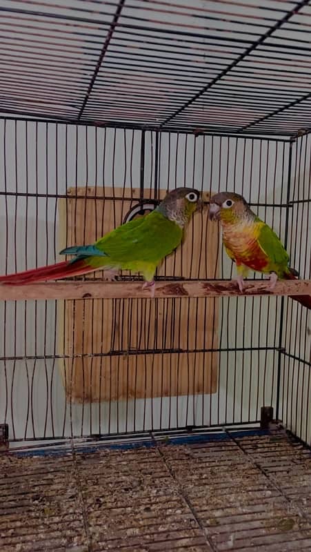 Green cheek conure pinapple conure breeder pairs 0