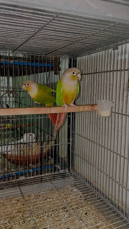 Green cheek conure pinapple conure breeder pairs 1