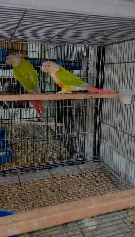 Green cheek conure pinapple conure breeder pairs 2