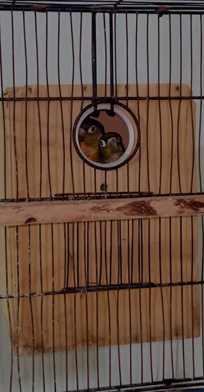 Green cheek conure pinapple conure breeder pairs 3