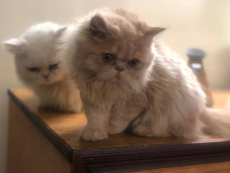 Persian kittens 0