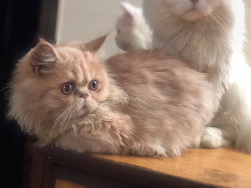 Persian kittens 2