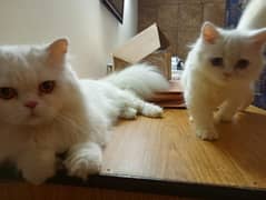 Persian kittens