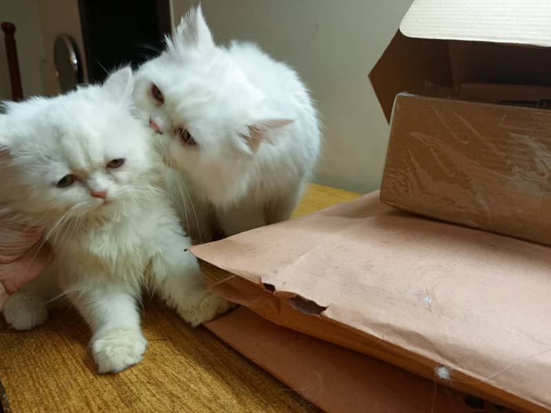 Persian kittens 4