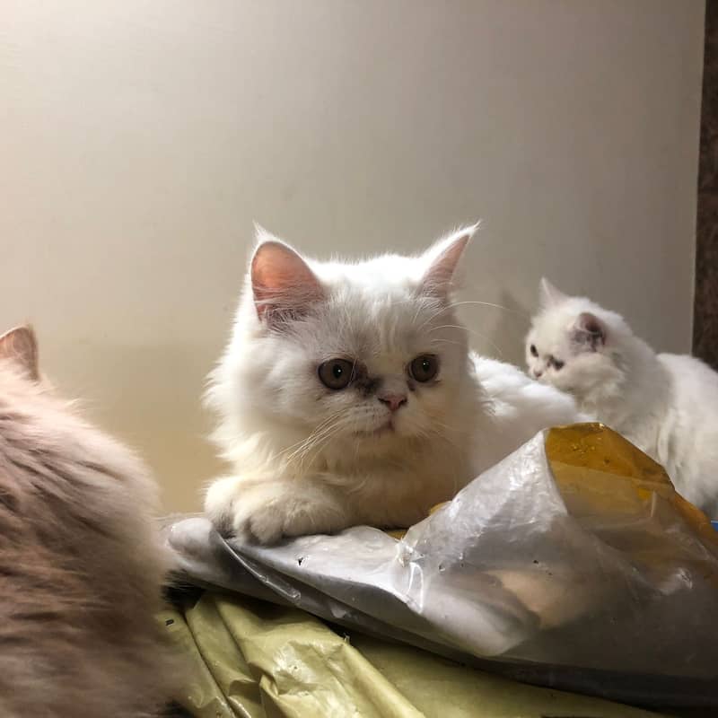 Persian kittens 8