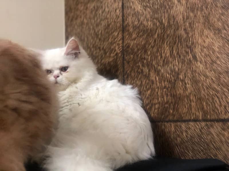 Persian kittens 12