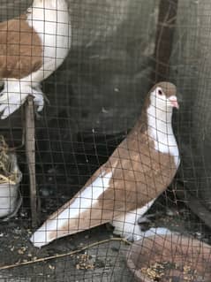 Pure Lahori Sherazi ( Jumbo Size mai ) or Frill Back Breeder Pair