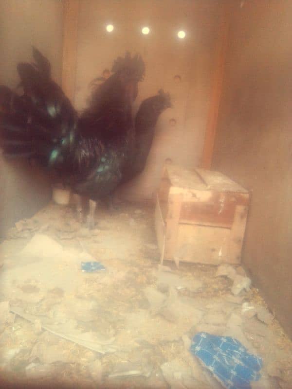 ayam cemani breeder pair 0