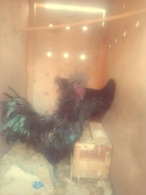 ayam cemani breeder pair 1