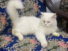 Female cat for sale