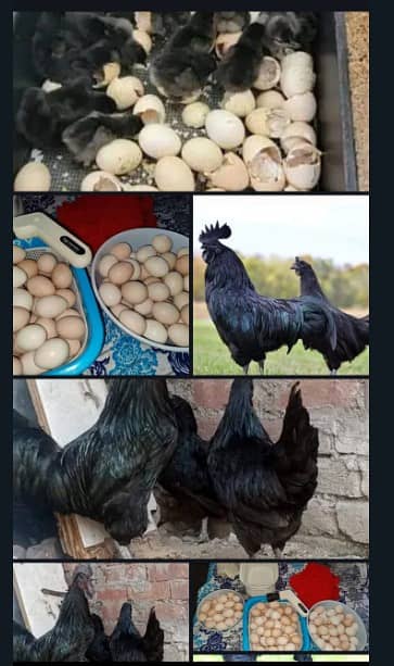 Ayam Cemani Chick | Egg | Tounge Gray or black both available 2