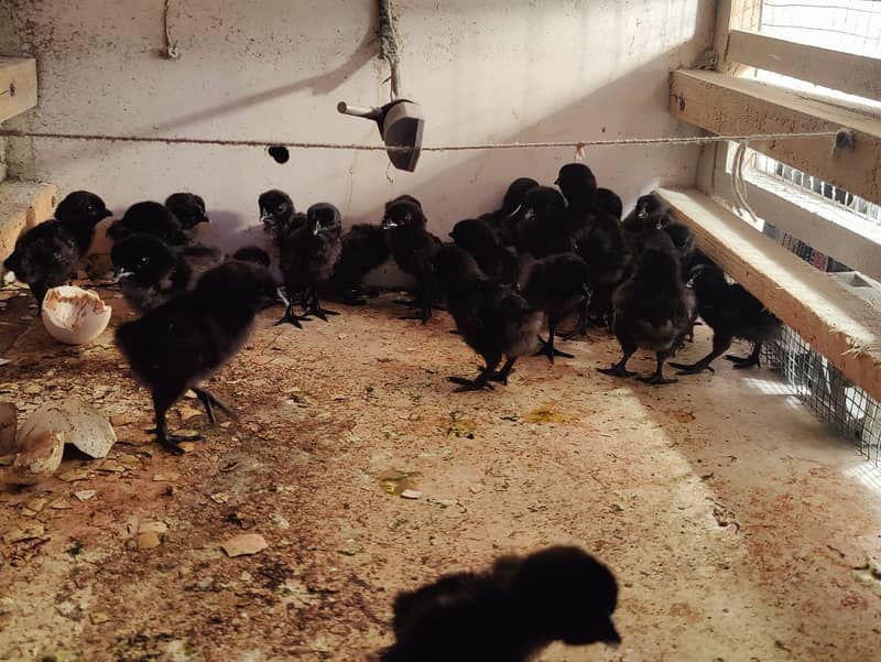 Ayam Cemani Chick | Egg | Tounge Gray or black both available 3