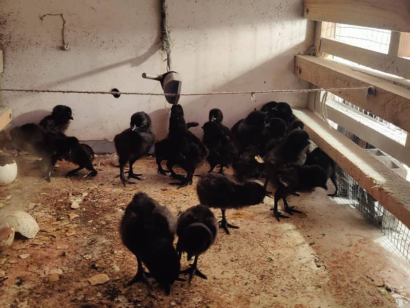 Ayam Cemani Chick | Egg | Tounge Gray or black both available 5