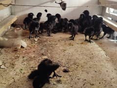 Ayam Cemani Chick | Egg | Tounge Gray or black both available