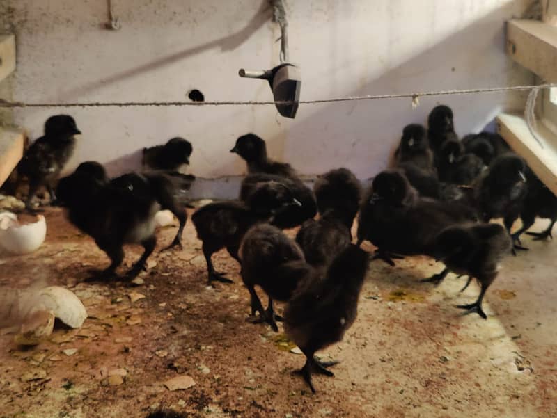 Ayam Cemani Chick | Egg | Tounge Gray or black both available 1