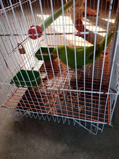 parrot 1