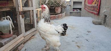 Light colombion brahma female