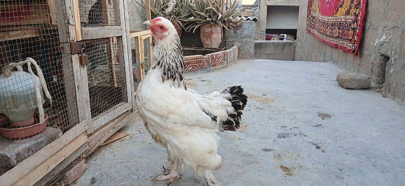 Light colombion brahma female 0