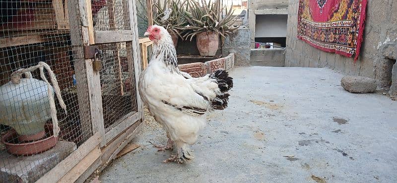 Light colombion brahma female 2