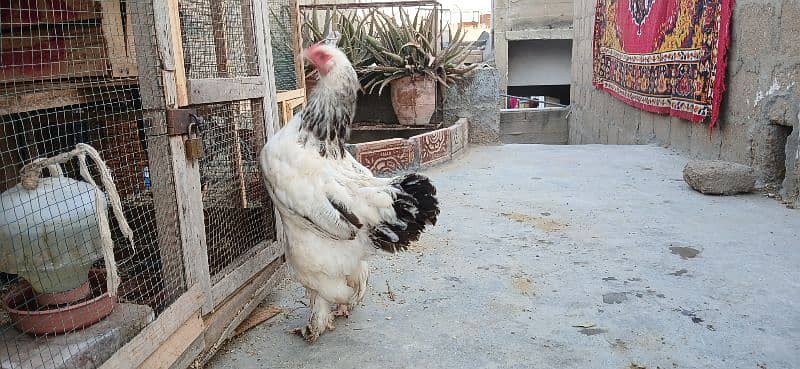 Light colombion brahma female 4