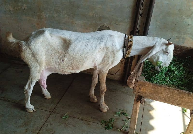 Gulabi Bakri with two male kids 2