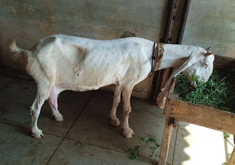 Gulabi Bakri with two male kids 4