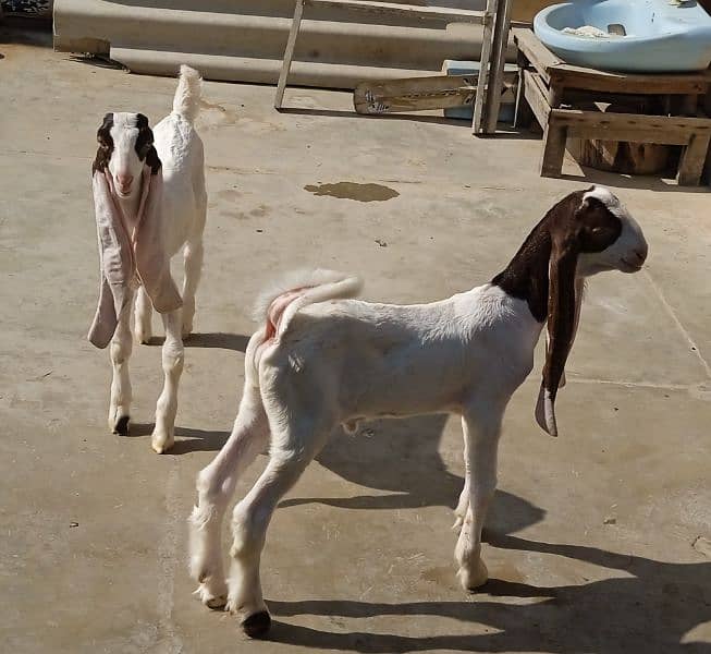 Gulabi Bakri with two male kids 8