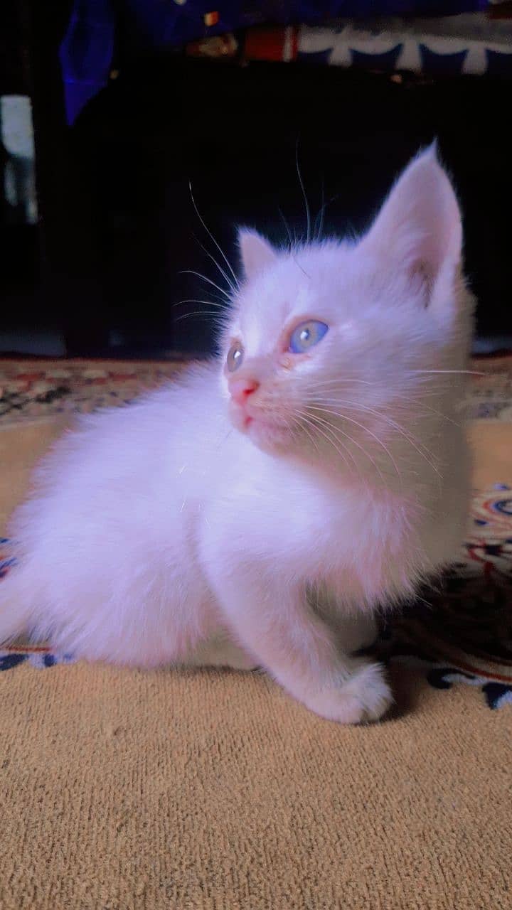 Persian kitten for sale 0